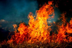 Wildfires, extreme heat kill 15 in Algeria