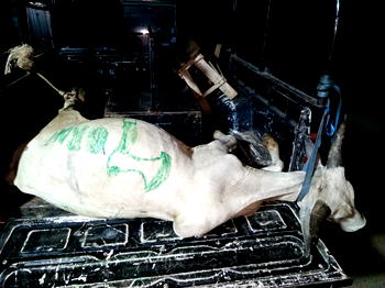 Police ‘arrest’ cow meant for Cult Day celebration in Osun