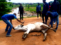 FCTA ‘arrests’ 4 cows, 7 beggars