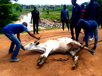 FCTA ‘arrests’ 4 cows, 7 beggars