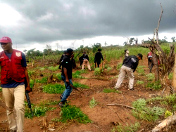 NDLEA destroys 8 hectares of cannabis farms in Edo