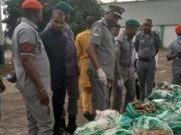Customs intercepts dried shark fins, donkey genitals worth N1.23bn in Lagos