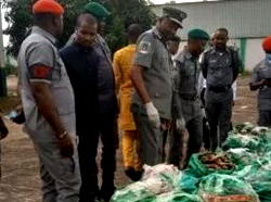 Customs intercepts dried shark fins, donkey genitals worth N1.23bn in Lagos