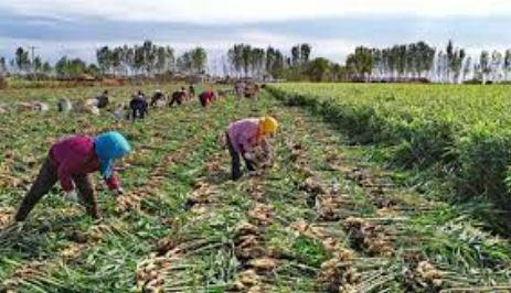 Organic method of farming Ginger’ll address challenges – Madaki