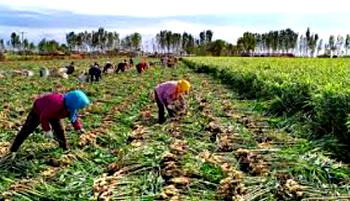 Organic method of farming Ginger’ll address challenges – Madaki