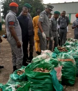 Customs intercepts dried shark fins, donkey genitals worth N1.23bn in Lagos