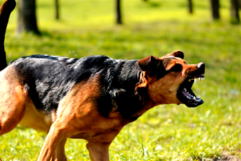 Dogs devour 5-year-old child, injure mother in Osun