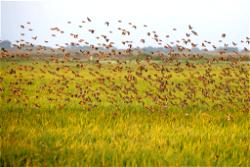 Tanzania kills millions of birds to save rice fields