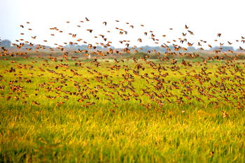 Tanzania kills millions of birds to save rice fields