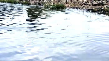 People Talk: ‘There’s always water’, residents bemoan perennial Dolphin Estate flood