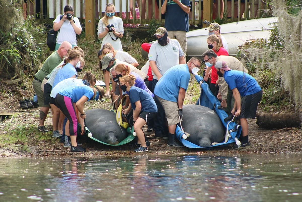 5 manatees rescued after hurricane hit Florida Vanguard News