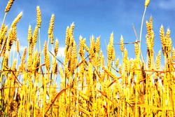 Dry season farming: FG targets over 70,000 hectares of wheat 