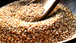 What to know about Sesame seeds and cancer treatment