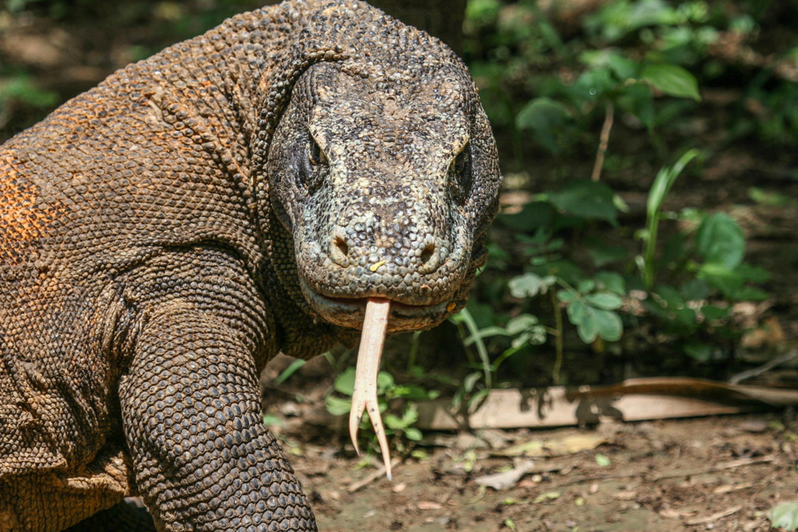 Komodo Dragon: 5 facts about the ‘largest lizard’ on Earth