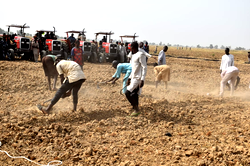 2023/24 Dry Season Farming: FG targets 1.25m tonnes of wheat production
