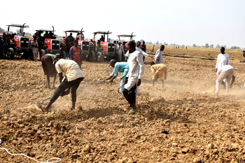2023/24 Dry Season Farming: FG targets 1.25m tonnes of wheat production
