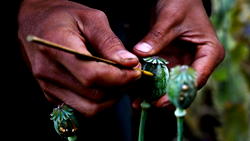 Myanmar overtakes Afghanistan as world’s biggest opium producer: UN