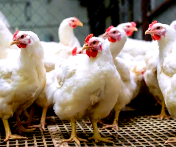 Christmas: Nigerians go for beef, as price of chicken soars 