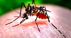 NCDC reports 13 cases of dengue fever in Sokoto