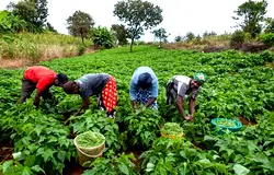 FG empowers 9,870 farmers with inputs, modern rice technologies in Kano