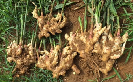 FG inaugurates task force to contain ginger blight outbreak in Kaduna, Nasarawa, Plateau, and FCT