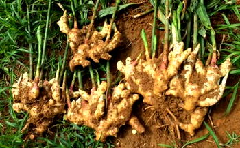 NEMA assesses fungal attack on ginger farms in Kaduna