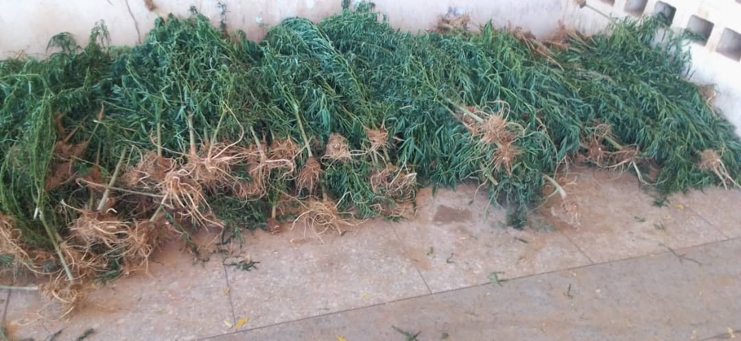 NDLEA destroys three acres cannabis farm in Sokoto