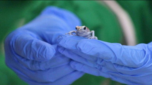 130 poisonous frogs seized at Bogota airport