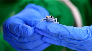130 poisonous frogs seized at Bogota airport