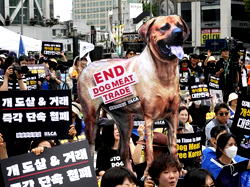 South Korea passes bill banning dog meat trade
