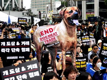 South Korea passes bill banning dog meat trade