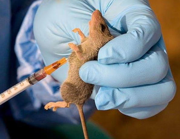 Lassa Fever 227 Die As Over 1 200 Infected In 28 States Vanguard News   Screenshot 20240121 1854462 