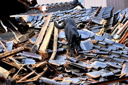 Search dog finds elderly woman trapped after Japan quake