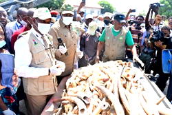 FG warns against illegal wildlife trafficking, destroys $9.9BN worth of Ivory 
