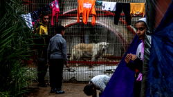 Animals go hungry at war-torn Gaza zoo