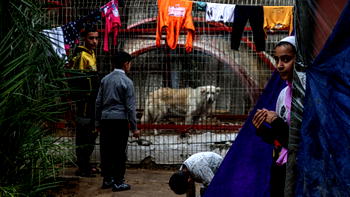 Animals go hungry at war-torn Gaza zoo