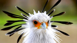 Africa’s large birds of prey facing ‘extinction crisis’ – Study