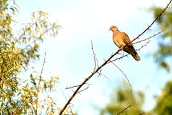 Migratory species at risk across the planet, UN report warns
