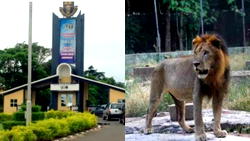 OAU lion: Olabode Olawuyi’s dedication, passion will forever inspire us — NBCA
