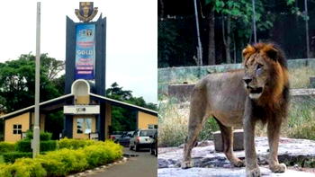 How lion attacked, killed top Nigerian varsity’s staff
