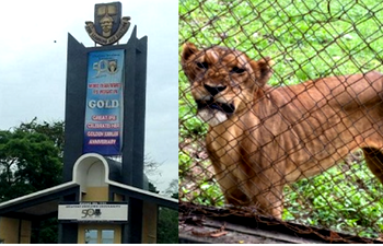 Lion attacks, kills OAU zoo keeper
