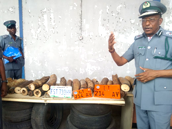 Customs intercept 52 units of Elephant’s Tusks at Cross River border town