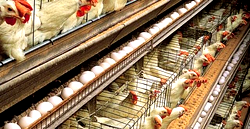 Poultry association blames rising cost of egg on forex, greed