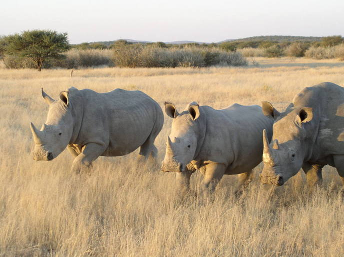 Nearly 500 rhinos killed as poaching increases in S.Africa