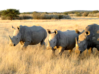 Nearly 500 rhinos killed as poaching increases in S.Africa
