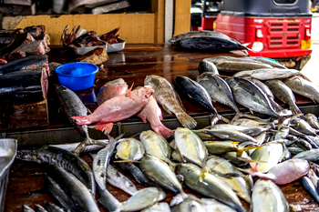 Nigeria losing jobs, forex to inconsistent fish import policy — Expert