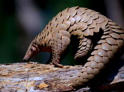 Nigerian icons protect Pangolins by reducing demand for illegal bushmeat