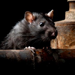 Rat grounds national airline for 3 days, sparks concerns