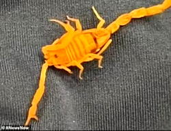 Scorpion stings man’s testicles at 5-star hotel; considers legal action