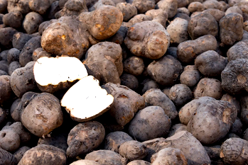 Food Crisis: How focus on yam, cassava, not rice can rescue Nigeria — Experts